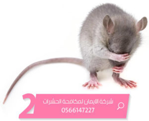 شركة مكافحة حشرات بالدمام شركة مكافحة حشرات بالدمام